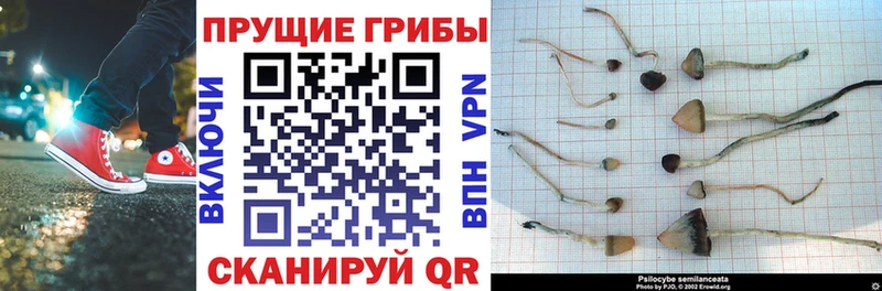 Купить где  Дятьково  Псилоцибиновые грибы Cubensis 